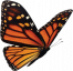 papillon papillon